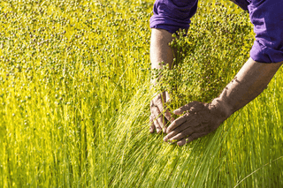 TOWARDS A BETTER QUALITY: LINEN TALES RECEIVED A EUROPEAN FLAX® CERTIFICATE - Linen Tales Global 